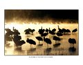 28 sandhill cranes at sunrise